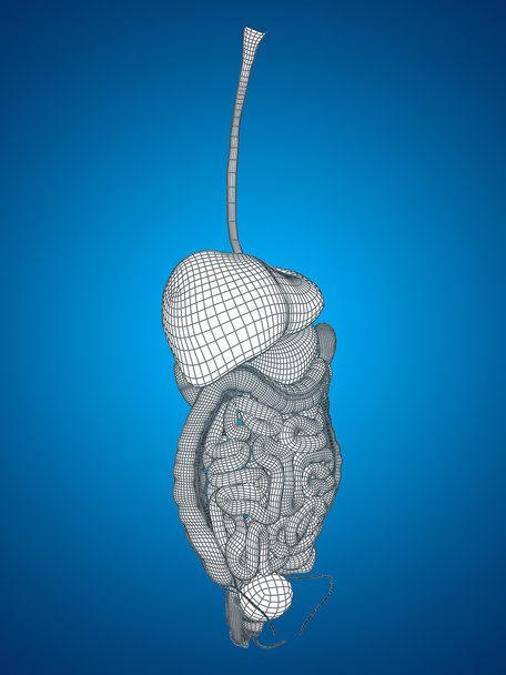 Sistema digestivo wireframe
 - Foto, Imagem