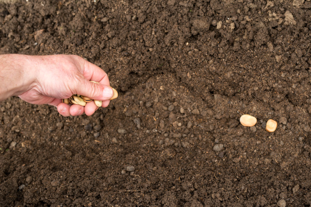 Fechar-se de um macho mão plantando feijão largo
 - Foto, Imagem