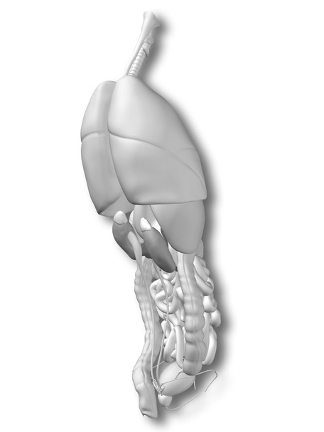 Interne thorax organen - Foto, afbeelding