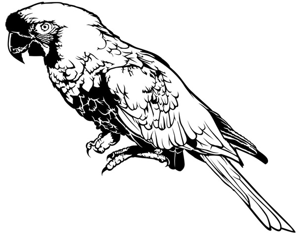 Black and White Parrot - Wektor, obraz
