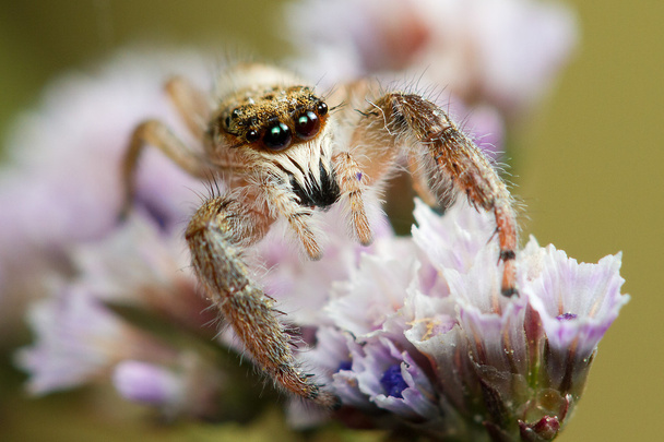 Jumping αράχνη με μεγάλα μάτια στο λουλούδι - Φωτογραφία, εικόνα