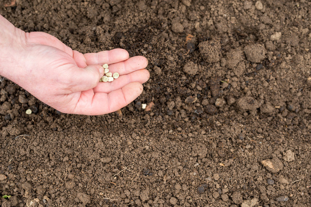 planting pea seeds - Photo, Image