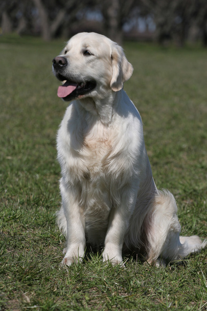 young dogs breed golden retriever - Foto, Imagen