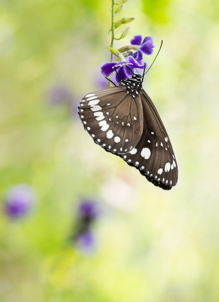 farfalla su fiore viola - Foto, immagini