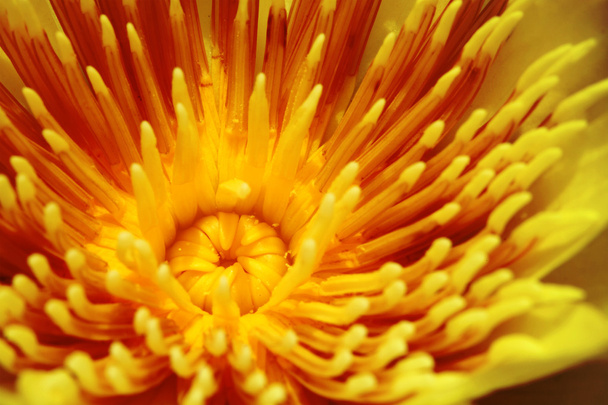 Sárga virágport a lótusz - Fotó, kép