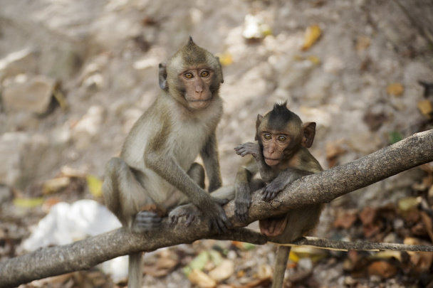 Две тайские обезьяны
  - Фото, изображение