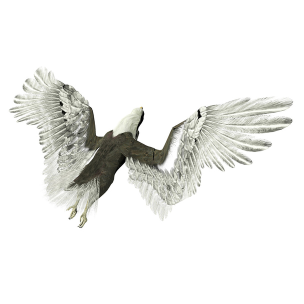 bald eagle illustration - Photo, Image