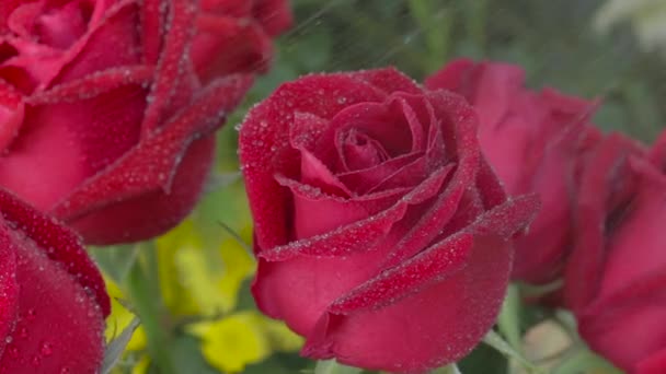 Červená růže, voda stříká na červené růže - Záběry, video