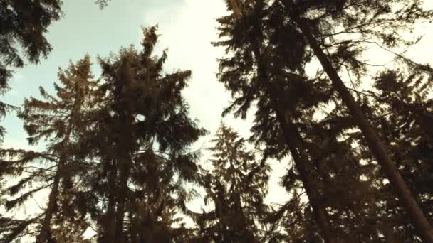 Красиві австрійської лісі біля Kirchschlag Бей Лінц Сонячний кінця зими день - Кадри, відео