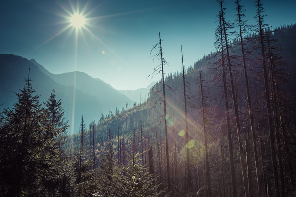 Καλοκαίρι θέα δάσος με κωνοφόρα δέντρα σε μεγάλο βαθμό καταστραφεί από ένα ισχυρό ανεμοθύελλα - Φωτογραφία, εικόνα