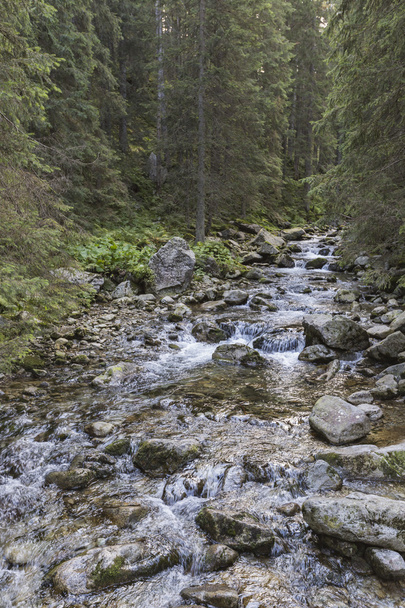 Roztoka Stream em Roztoka Valley. Parque Nacional Tatra. Tatr alto
 - Foto, Imagem