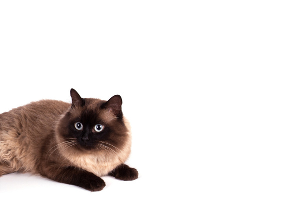 Siamese kat op een witte achtergrond - Foto, afbeelding