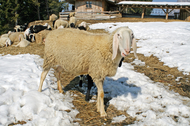 Sheep grazing in the mountains in the snow in search of grass to - Photo, Image