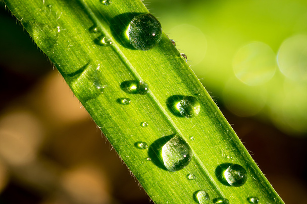Water droplets on a leaf - Фото, зображення