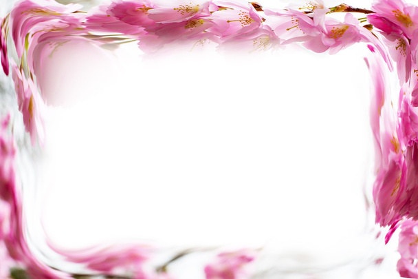 Φωτογραφία φόντο πλαισίου με όμορφη ροζ ανθισμένες κερασιές, λουλούδια Sakura - Φωτογραφία, εικόνα