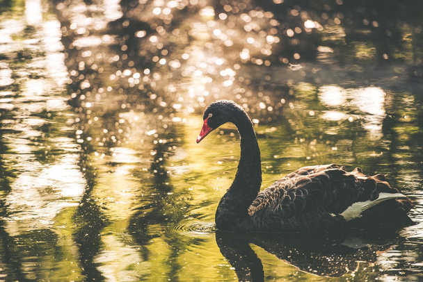 Black Swan Lake - Foto, imagen