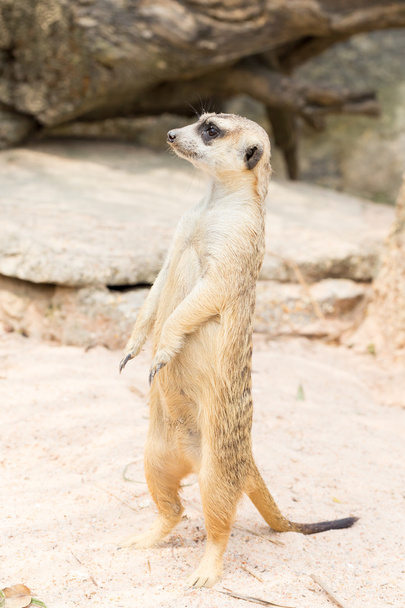 Meerkat standing on the sand - Photo, Image