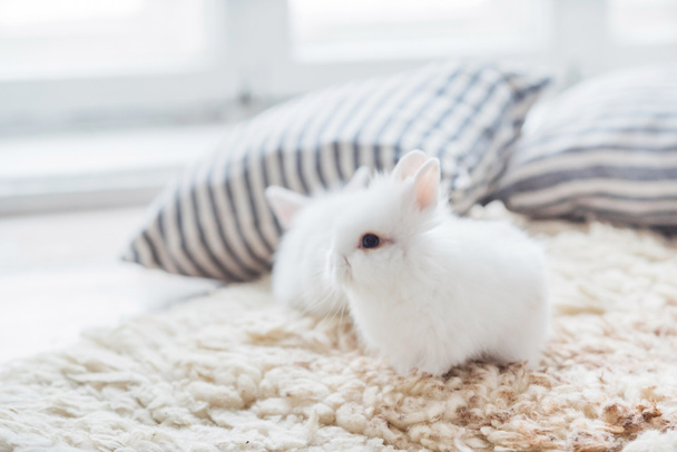 nice rabbits with pillows - Фото, зображення