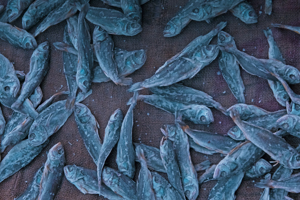 Diffusione di pesce per l'essiccazione, Goa, India
 - Foto, immagini