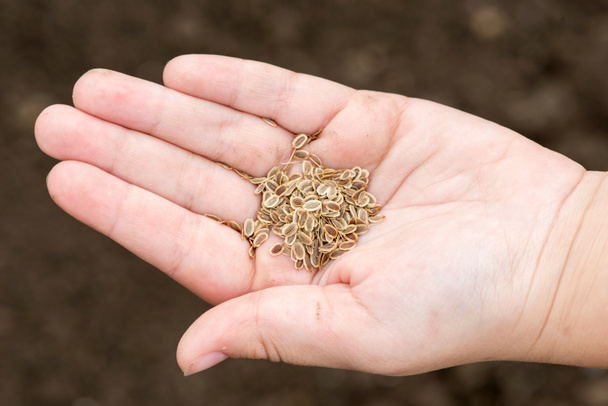 Carrot seeds in human hands against the soil background - Φωτογραφία, εικόνα