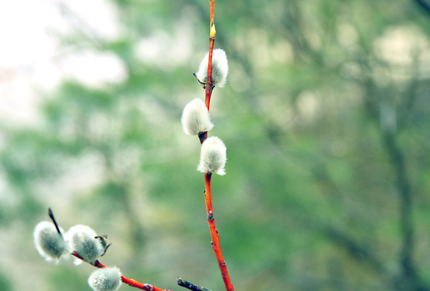 кицька willow відділення
 - Фото, зображення