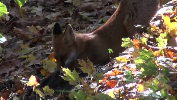 Czerwony lis w lesie - Materiał filmowy, wideo