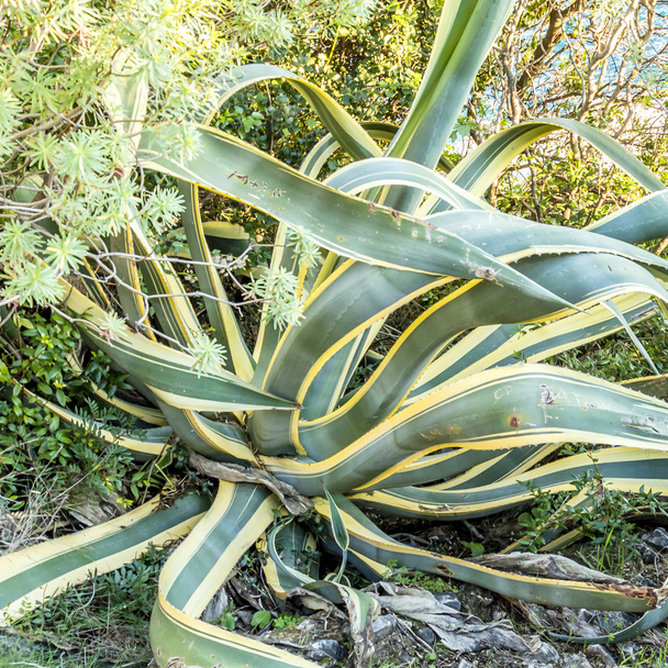 Succulent plant on the Promenade Le Corbuisierfrom Roquebrune Village - Photo, Image