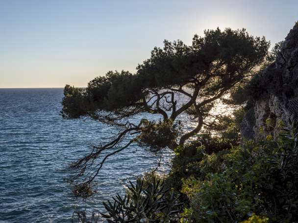Árbol en el paseo marítimo Le Corbuisier
 - Foto, imagen