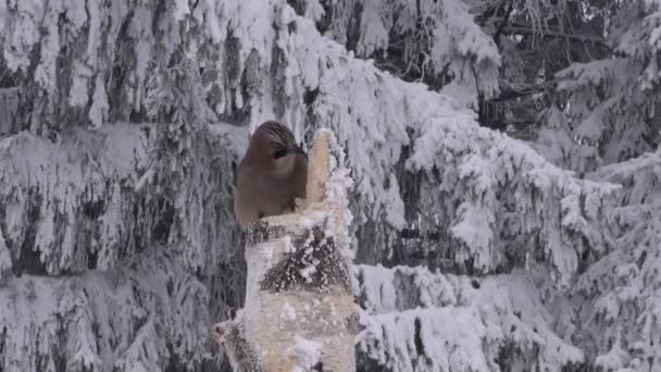 Euraasian Jay syöminen lintu syöttölaite valmistettu vanhasta koivu kanto
 - Materiaali, video