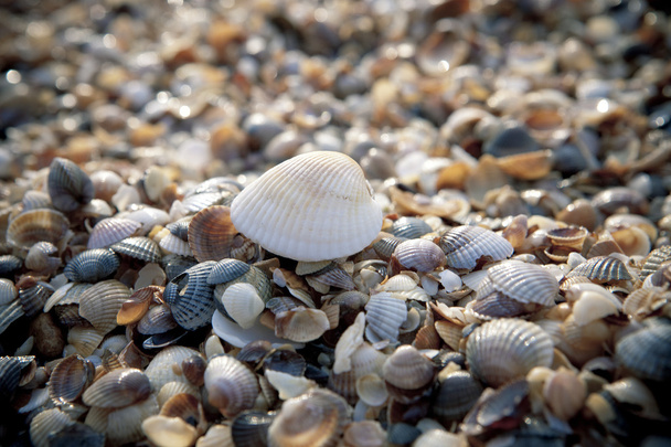 Shells on the beach - Фото, зображення