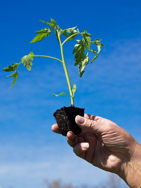 Planting tomato - Photo, Image