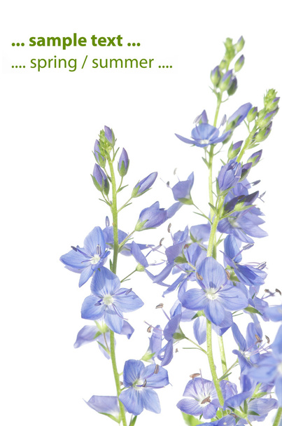 Summer flora against white background. useful design element. - Фото, изображение