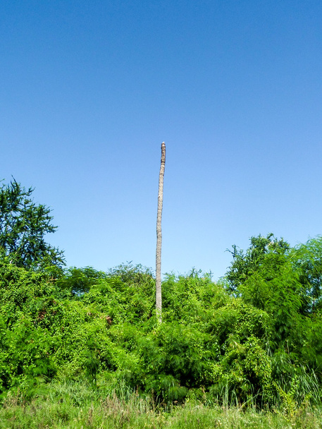Mrtvý kokos v blue sky Garden - Fotografie, Obrázek