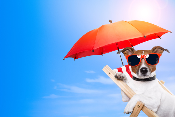 şezlong üzerinde güneşlenme köpek - Fotoğraf, Görsel