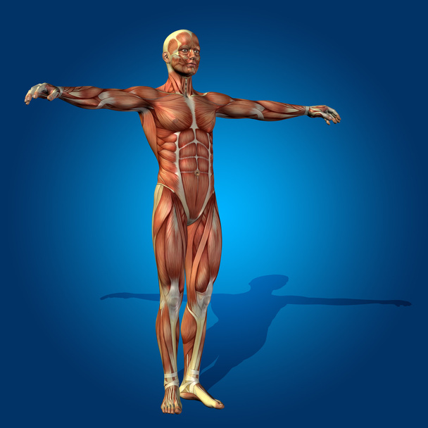 silných lidské svaly - Fotografie, Obrázek