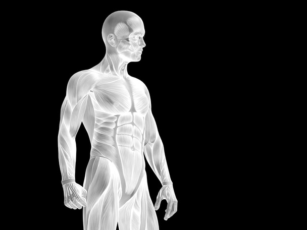 Ανατομία άνω μέρους του σώματος με τους μυς - Φωτογραφία, εικόνα