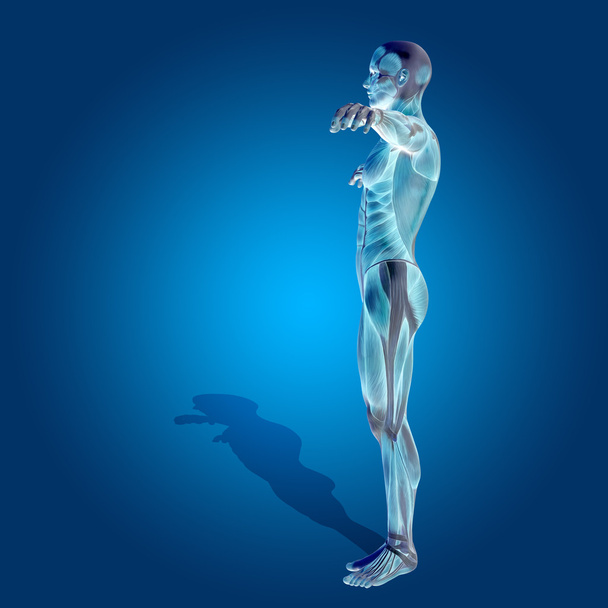 vahva ihminen lihaksineen
 - Valokuva, kuva
