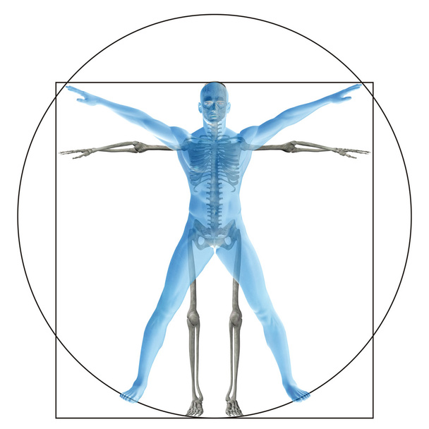 conceptual proportion anatomy body - Photo, Image