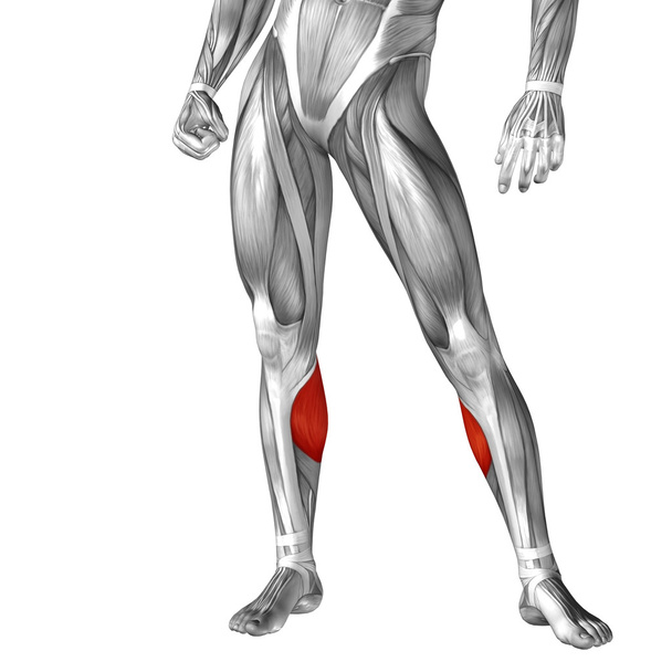 human legs  anatomy - Photo, Image