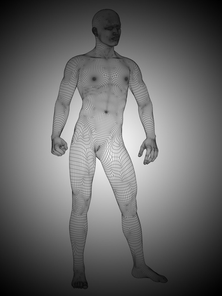 man anatomie staande - Foto, afbeelding