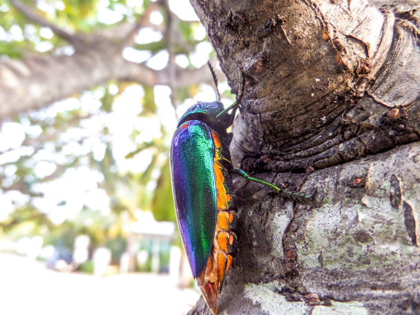 jewel beetles on tree - Photo, Image