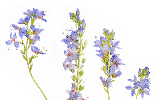 Flora against white background. useful design element. - Фото, изображение