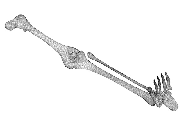 esqueleto de la pierna humana
 - Foto, Imagen