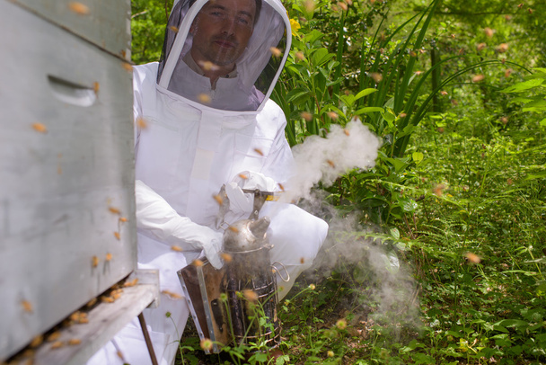 using a bee smoker - Fotografie, Obrázek