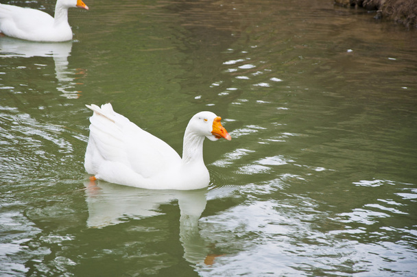 The white goose - Zdjęcie, obraz