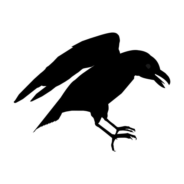 cuervo negro sobre un fondo blanco - Vector, Imagen