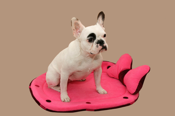 Bulldog francés en una tumbona
 - Foto, imagen