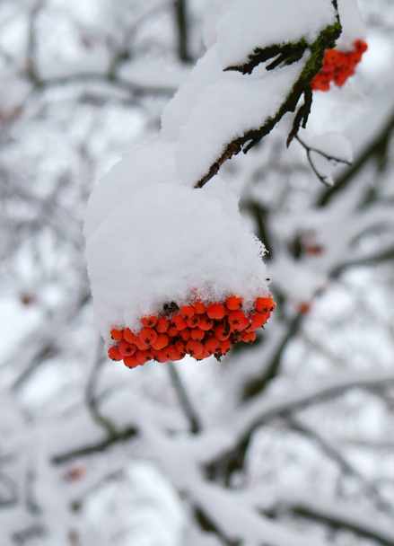 Rowan kar altında..   - Fotoğraf, Görsel