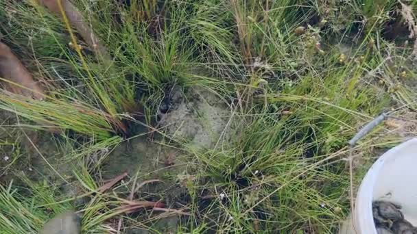 Crab hunter digging into rice field soil and catching mud crabs - Footage, Video