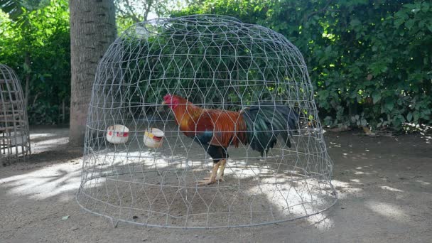 Close up on a rooster in wire cage in a farmyard - Footage, Video